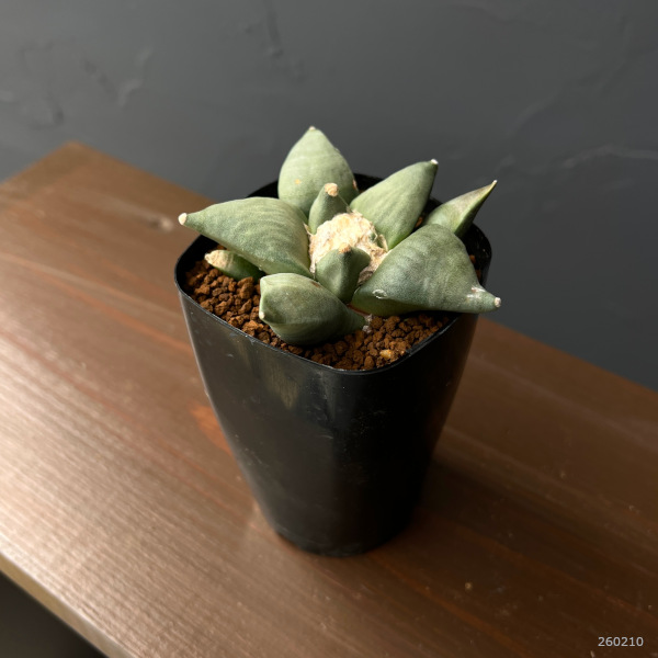 サボテン：アリオカルプス花牡丹　2.5号鉢植え