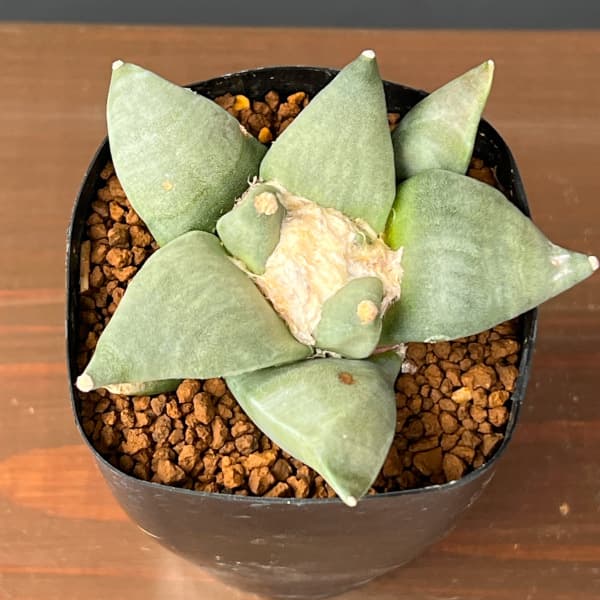 サボテン：アリオカルプス花牡丹　2.5号鉢植え