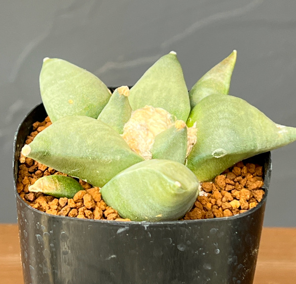 サボテン：アリオカルプス花牡丹　2.5号鉢植え