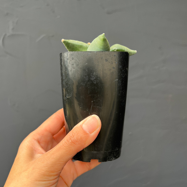 サボテン：アリオカルプス花牡丹　2.5号鉢植え