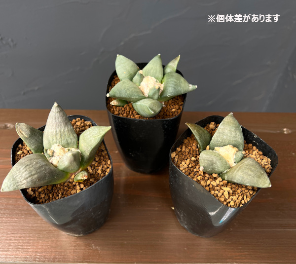 サボテン：アリオカルプス花牡丹　2.5号鉢植え