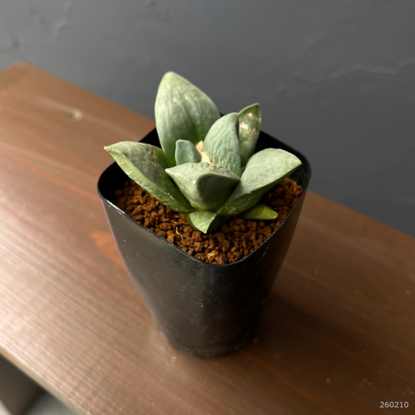 サボテン：アリオカルプス玉牡丹　2.5号鉢植え