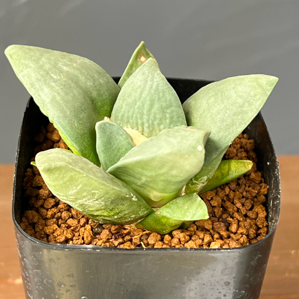 サボテン：アリオカルプス玉牡丹　2.5号鉢植え