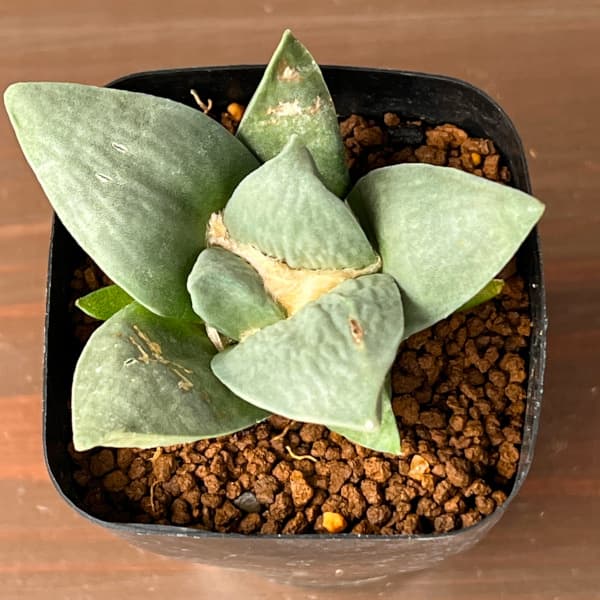 サボテン：アリオカルプス玉牡丹　2.5号鉢植え