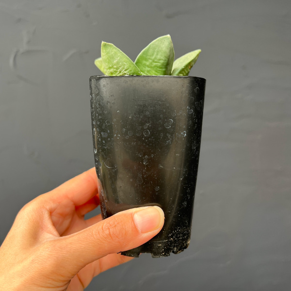 サボテン：アリオカルプス玉牡丹　2.5号鉢植え