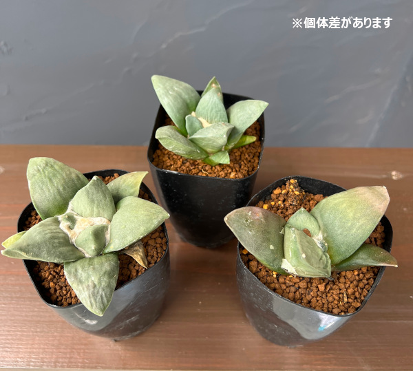 サボテン：アリオカルプス玉牡丹　2.5号鉢植え