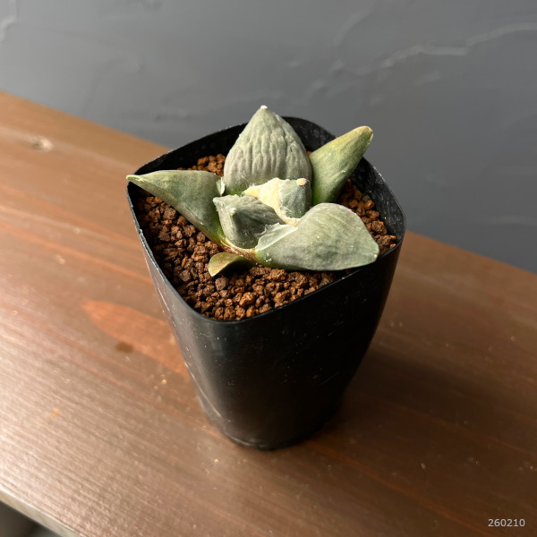 サボテン：アリオカルプス怒涛花牡丹　2.5号鉢植え