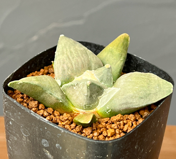 サボテン：アリオカルプス怒涛花牡丹　2.5号鉢植え