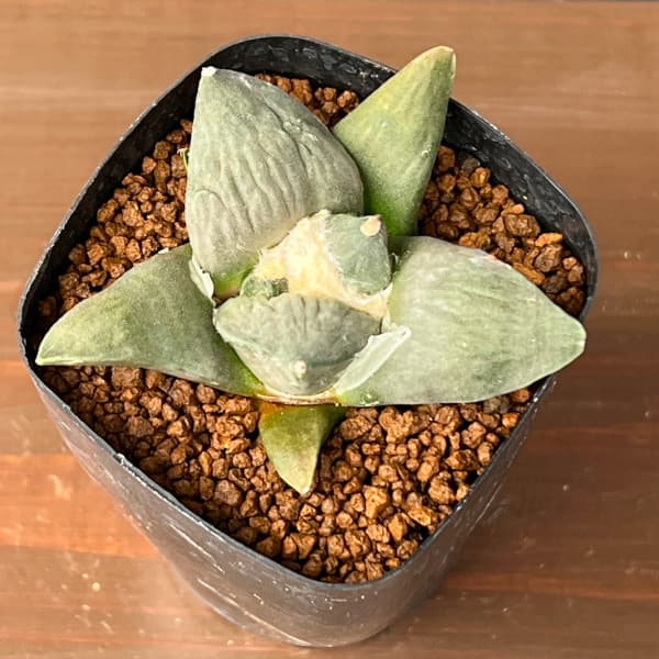 サボテン：アリオカルプス怒涛花牡丹　2.5号鉢植え