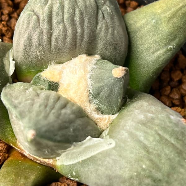 サボテン：アリオカルプス怒涛花牡丹　2.5号鉢植え