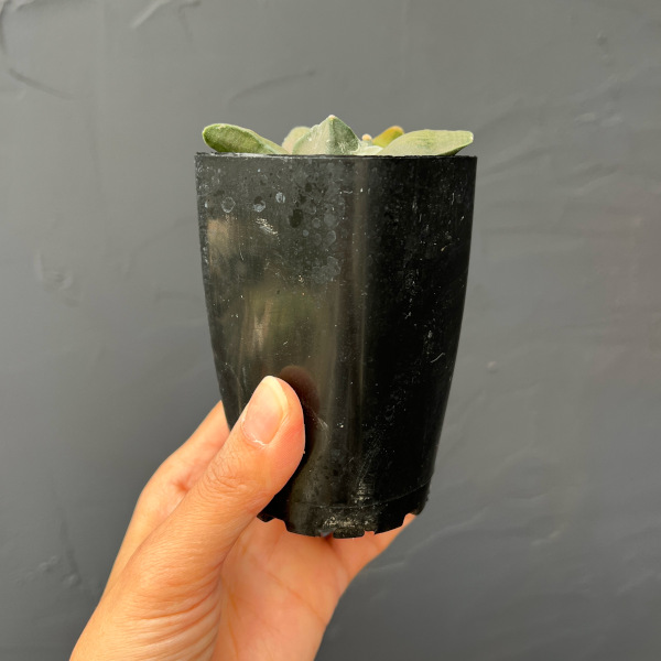 サボテン：アリオカルプス怒涛花牡丹　2.5号鉢植え