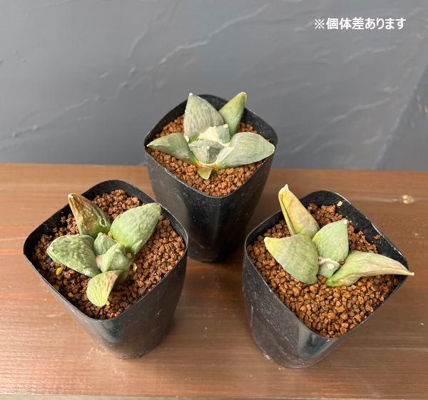サボテン：アリオカルプス怒涛花牡丹　2.5号鉢植え