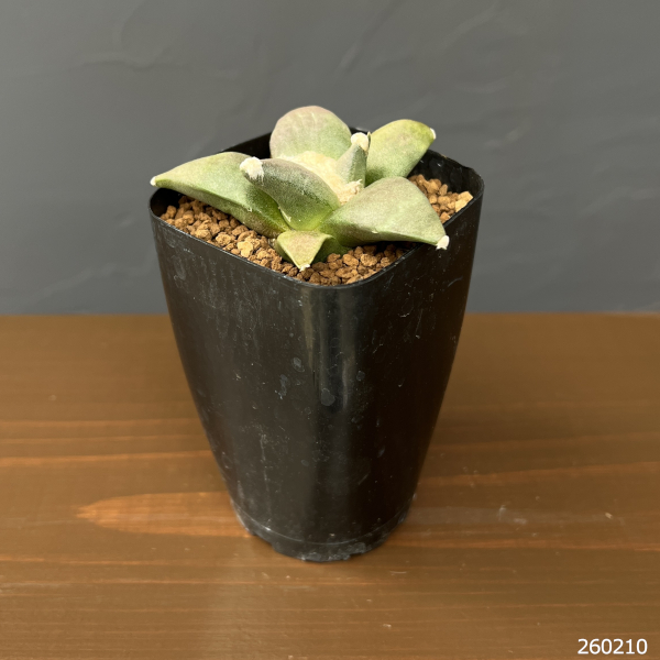 サボテン：アリオカルプス三つ疣花牡丹　2.5号鉢植え
