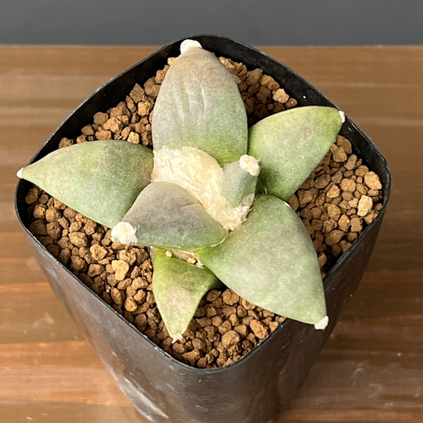 サボテン：アリオカルプス三つ疣花牡丹　2.5号鉢植え