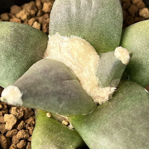 サボテン：アリオカルプス三つ疣花牡丹　2.5号鉢植え