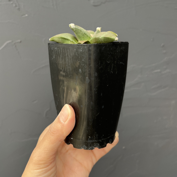 サボテン：アリオカルプス三つ疣花牡丹　2.5号鉢植え