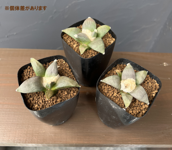 サボテン：アリオカルプス三つ疣花牡丹　2.5号鉢植え