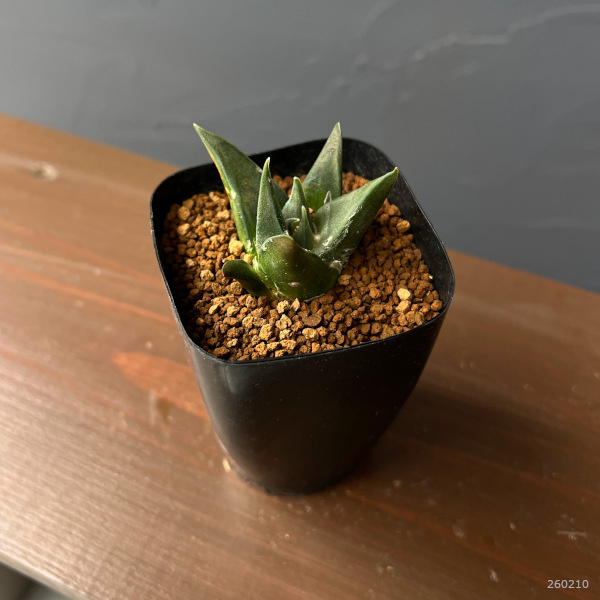 サボテン：アリオカルプス三角牡丹　2.5号鉢植え