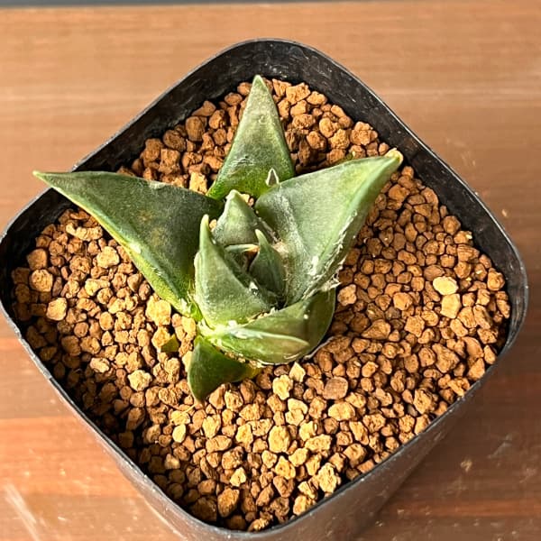 サボテン：アリオカルプス三角牡丹　2.5号鉢植え