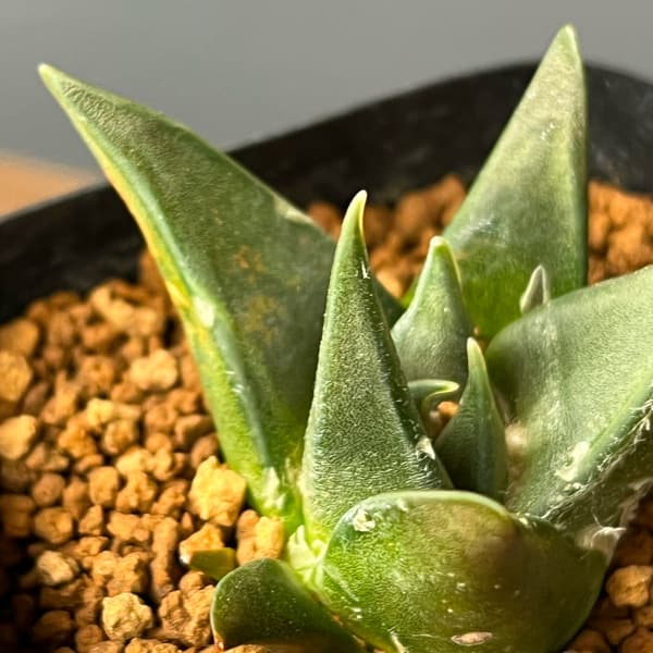 サボテン：アリオカルプス三角牡丹　2.5号鉢植え