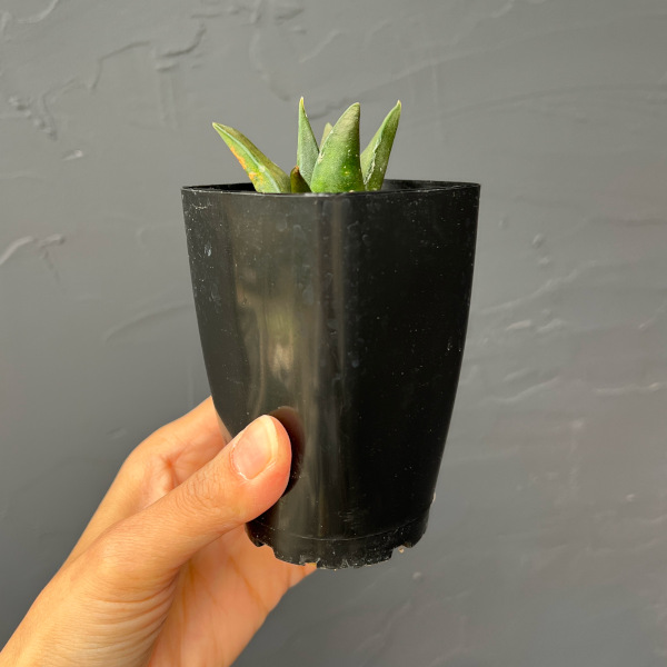 サボテン：アリオカルプス三角牡丹　2.5号鉢植え