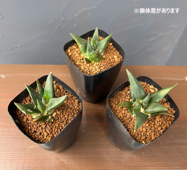 サボテン：アリオカルプス三角牡丹　2.5号鉢植え