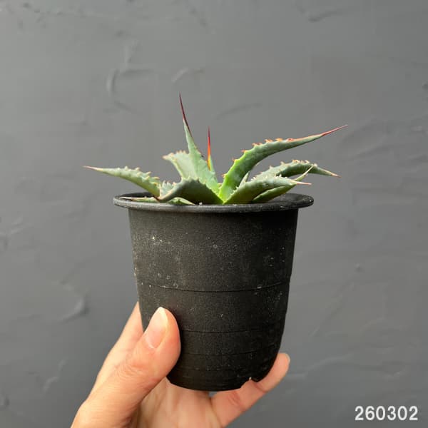 アガベ：ユタエンシスspp.　カイバベンシス　3号鉢植え
