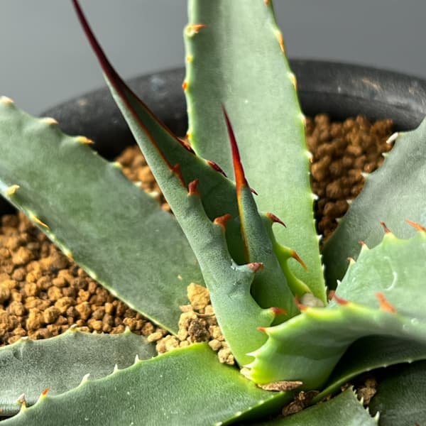 アガベ：ユタエンシスspp.　カイバベンシス　3号鉢植え