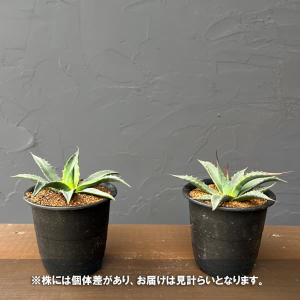 アガベ：ユタエンシスspp.　カイバベンシス　3号鉢植え