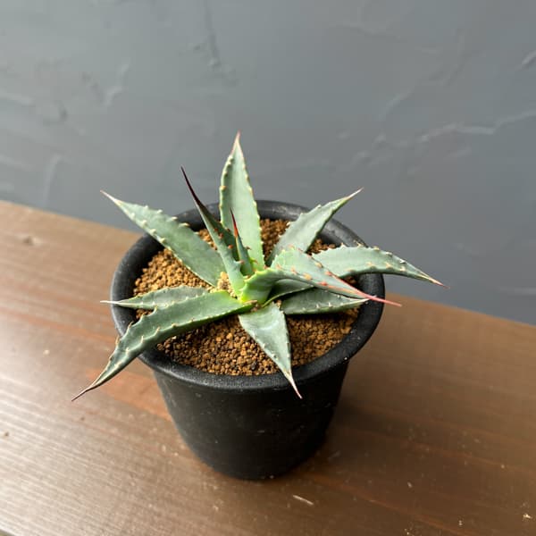 アガベ：ユタエンシスspp.　カイバベンシス　3号鉢植え