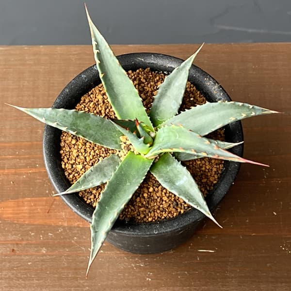 アガベ：ユタエンシスspp.　カイバベンシス　3号鉢植え