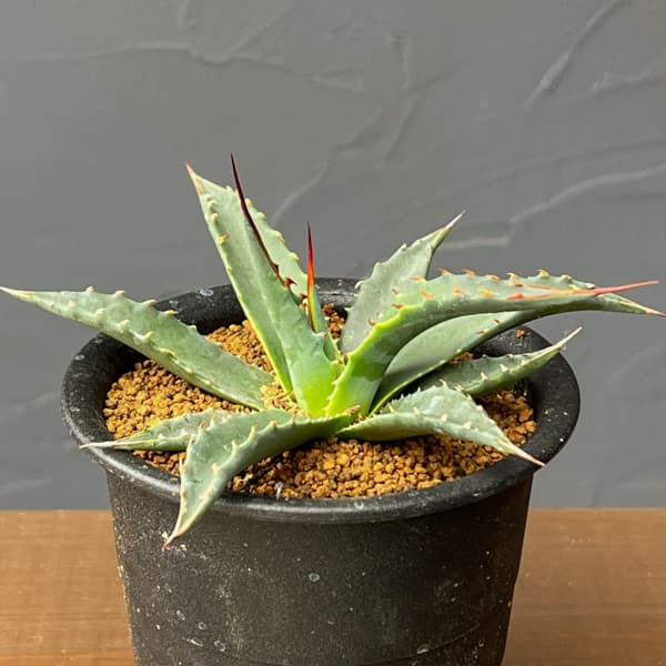 アガベ：ユタエンシスspp.　カイバベンシス　3号鉢植え