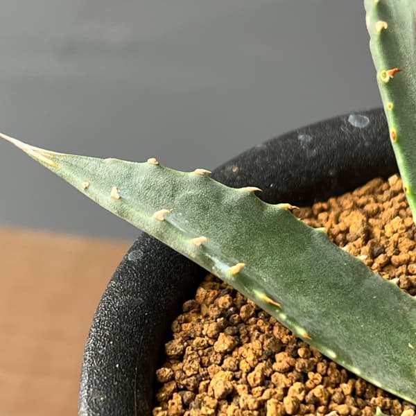 アガベ：ユタエンシスspp.　カイバベンシス　3号鉢植え