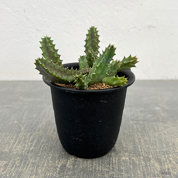フェルニア:ゼブリナ 3号鉢植え