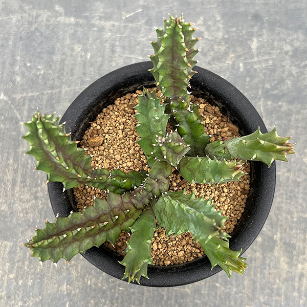 フェルニア:ゼブリナ 3号鉢植え
