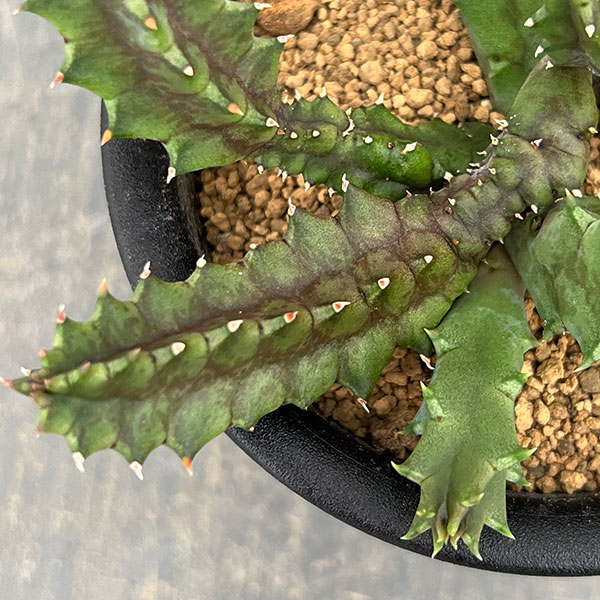 フェルニア:ゼブリナ 3号鉢植え