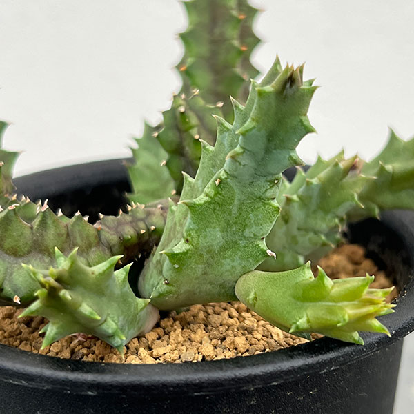 フェルニア:ゼブリナ 3号鉢植え