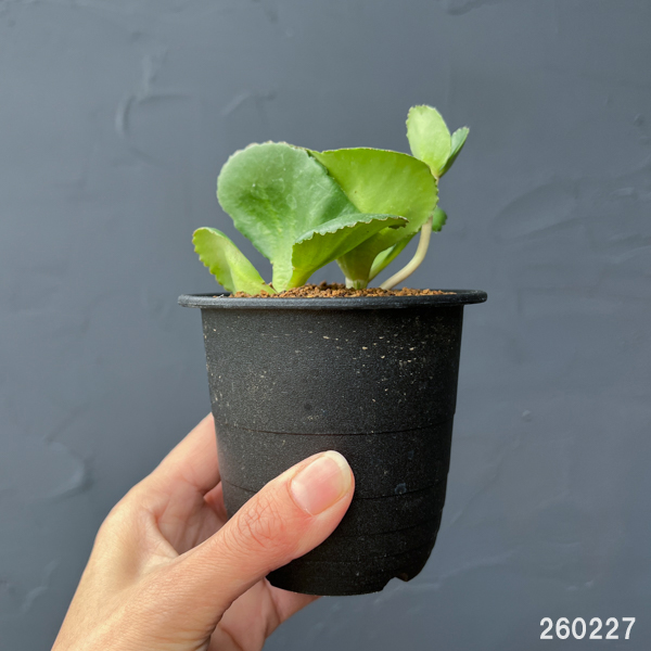 クラッスラ：サキシフラガ　3号鉢植え