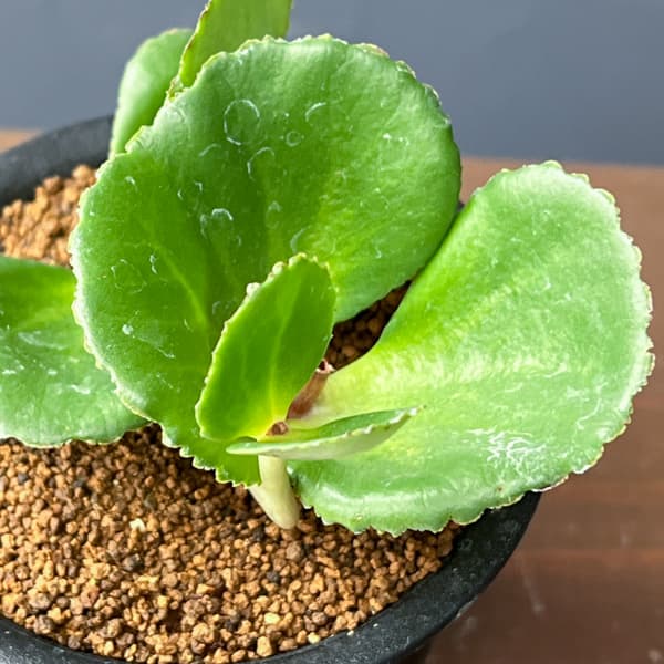 クラッスラ：サキシフラガ　3号鉢植え