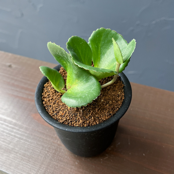 クラッスラ：サキシフラガ　3号鉢植え