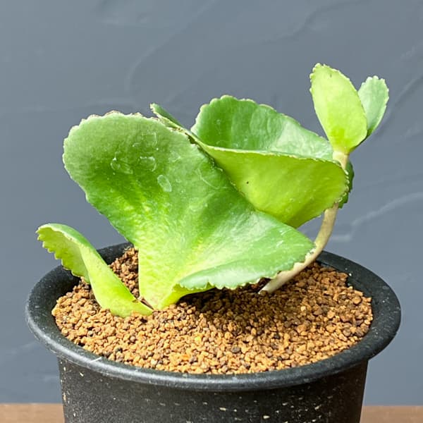 クラッスラ：サキシフラガ　3号鉢植え