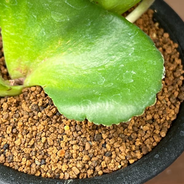 クラッスラ：サキシフラガ　3号鉢植え