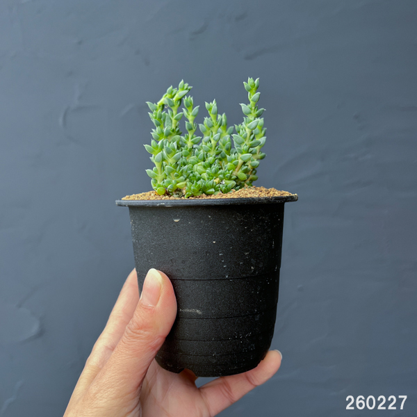 アンティミマ：ピグマエア　３号鉢植え