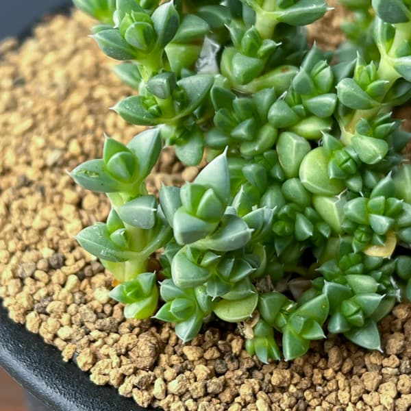 アンティミマ：ピグマエア　３号鉢植え