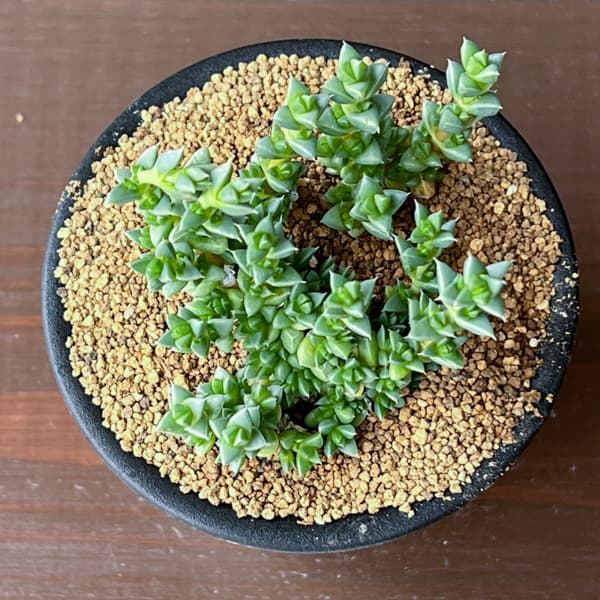 アンティミマ：ピグマエア　３号鉢植え