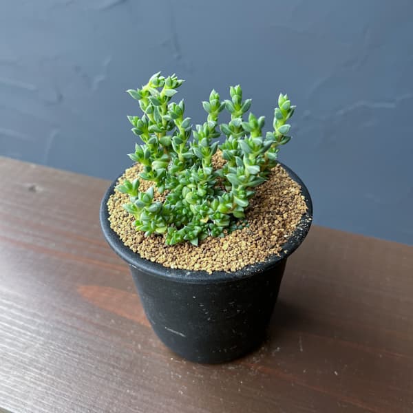 アンティミマ：ピグマエア　３号鉢植え