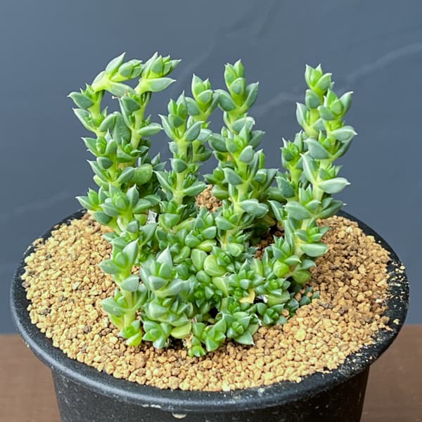 アンティミマ：ピグマエア　３号鉢植え