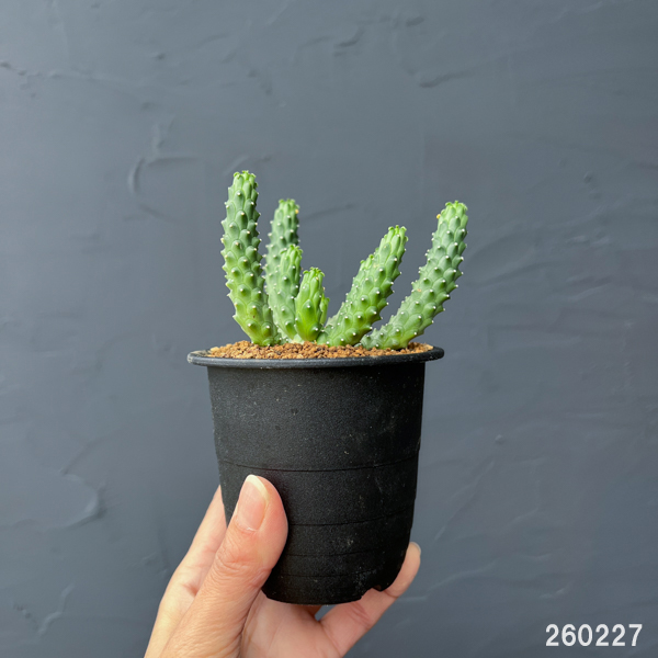 ユーフォルビア：メデューソイドハイブリット　 3号鉢植え