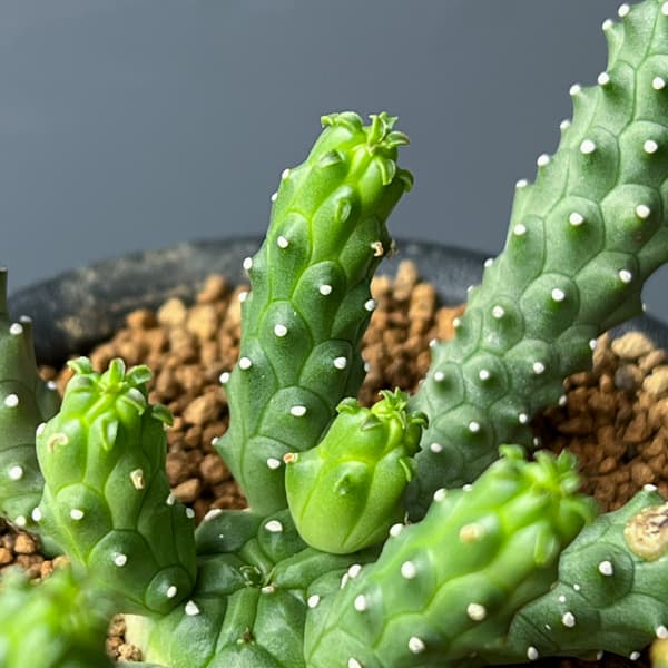 ユーフォルビア：メデューソイドハイブリット　 3号鉢植え