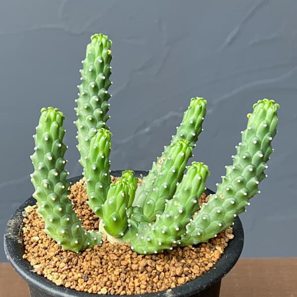 ユーフォルビア：メデューソイドハイブリット　 3号鉢植え